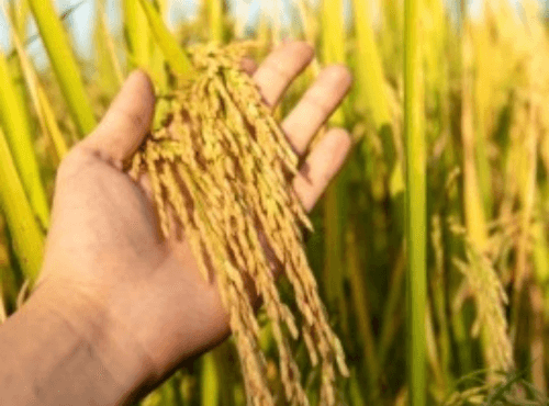 Agriculture